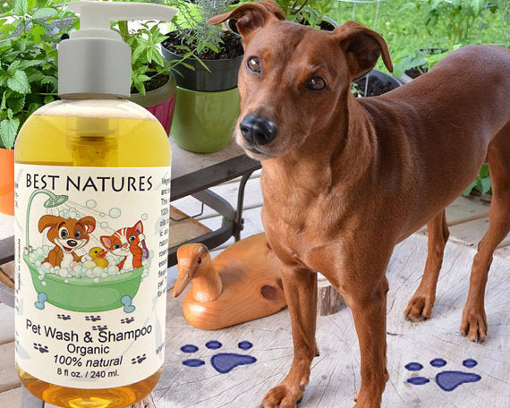 Økologisk Hundeshampoo – Til vores pelsede venner